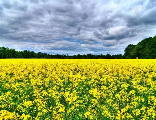 Ціни на ріпак в Україні зростають через менший урожай та конкуренцію між покупцями
