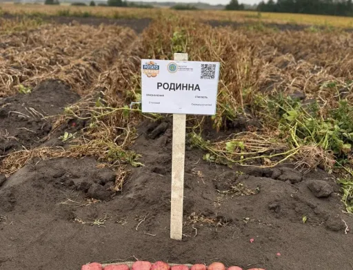 Високий урожай картоплі.: що потрібно