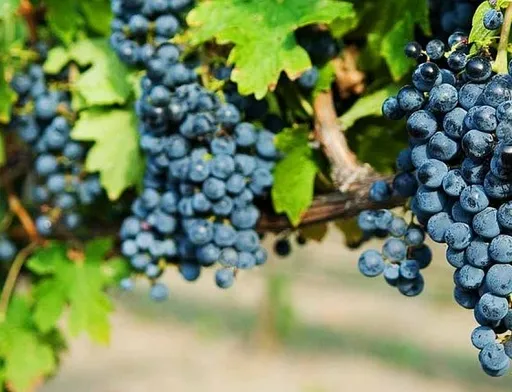 Одеський Чорний покажуть у всій красі: на Wine & Spirits Ukraine відбудеться вертикальна дегустація»