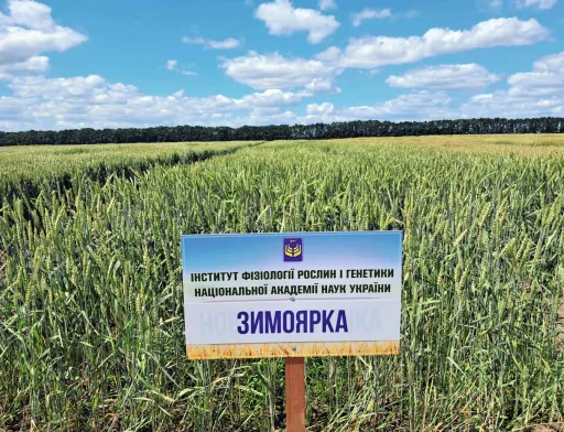 Диво пшеничного лану – ЗИМОЯРКА!