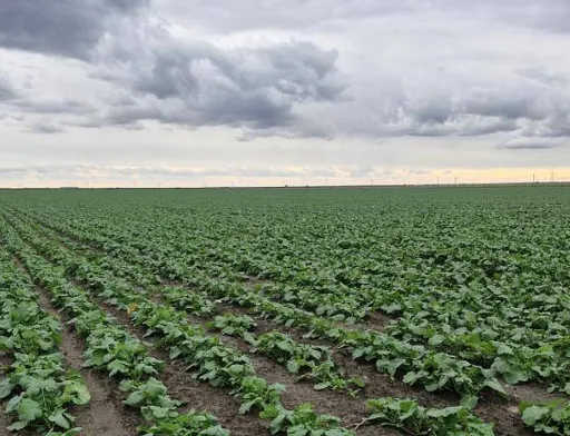 В Tekom Agro Group засіяли майже 4600 гектарів озимим ріпаком під урожай 2026 року