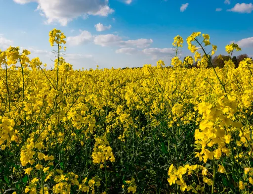 Україна зберігає стабільний експорт ріпаку