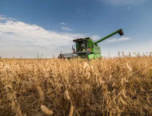 USDA оновило прогноз виробництва олійних: урожай сої буде рекордним