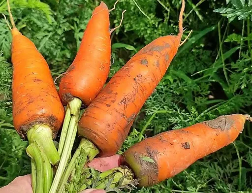 Ціни на моркву в Україні продовжують падати через надлишок пропозиції