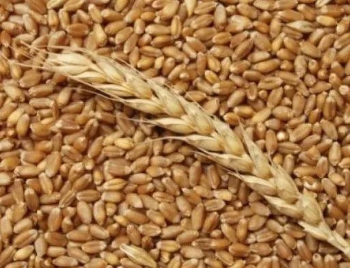 USDA оновив прогноз світового балансу пшениці: для України зросли оцінки виробництва та запасів