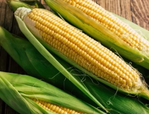 Pioneer: поширення дерегуляції на кукурудзу, розроблену за допомогою генної інженерії