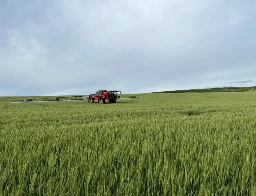 Захист озимої пшениці в період цвітіння: на Одещині провели фунгіцидні обробки