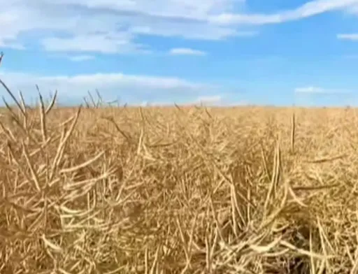 МХП починає збирання ранніх культур