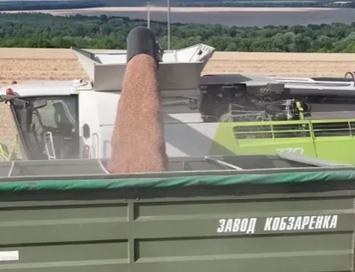 МХП продовжує збирати озиму пшеницю і ріпак
