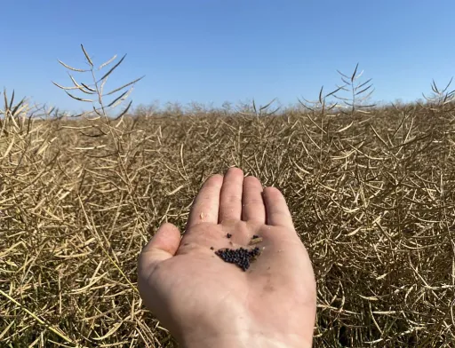 Пропозиція ріпаку перевищує попит: ціни падають