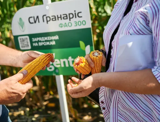 Від інтуїції до цифрової селекції: як змінювалися підходи до створення сучасних гібридів кукурудзи