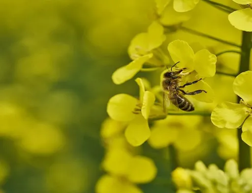 KWS посідає провідні позиції на європейському ринку гібридного ріпаку