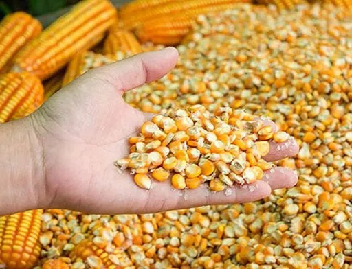Сухопутні кордони стають головним каналом збуту кукурудзи нового врожаю