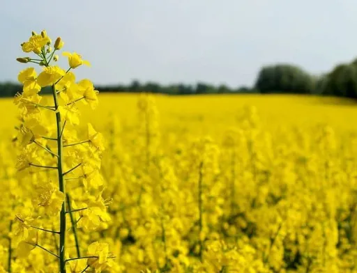 Внутрішні ціни переробки ріпаку в Україні зрівнялися з експортними