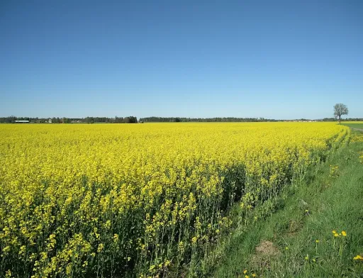 Західний напрямок залишається найвигіднішим для продажу ріпаку