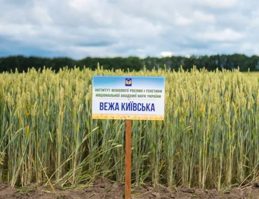 Золоті київські пшениці —  хліб нашої перемоги!