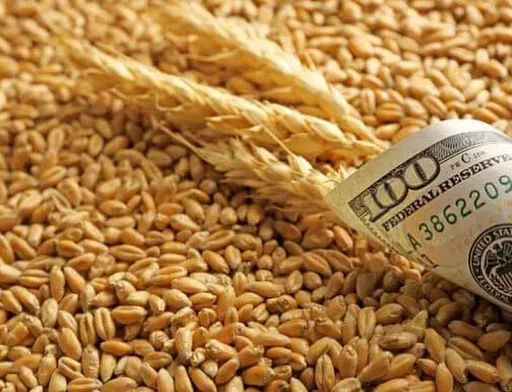 Агросектор ризикує втратити до 1 млрд доларів через обмеження експорту