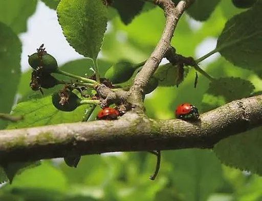 Ринок біологічного захисту рослин змінює вимоги до продуктів