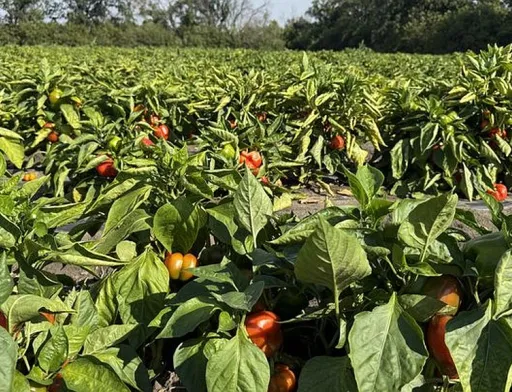На Кіровоградщині зібрали понад 50% врожаю ґрунтових овочів