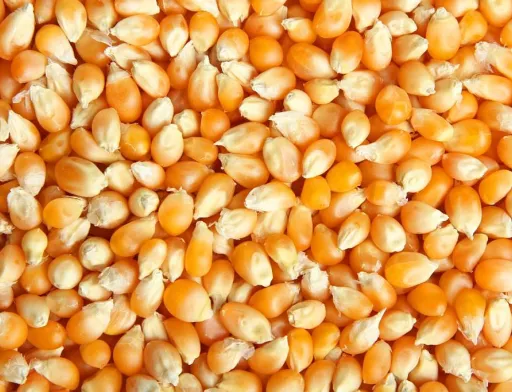 USDA знизило прогноз світового виробництва кукурудзи
