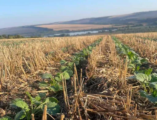 На ролях Агрофірми «Ольгопіль» сходить ріпак