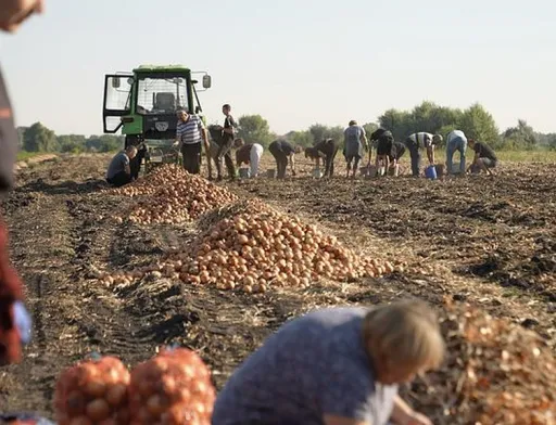 Переселенці допомагають фермерам Черкащини збирати врожай