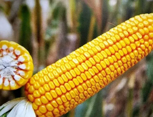 Прогноз виробництва кукурудзи в Європі знижено через посуху 