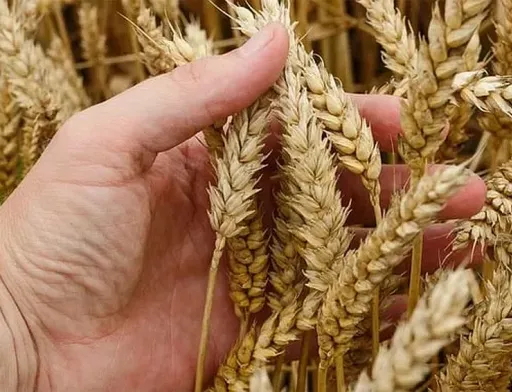 USDA підвищило прогноз врожаю пшениці в Україні