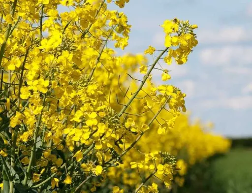 Німеччина імпортувала 52% українського ріпаку