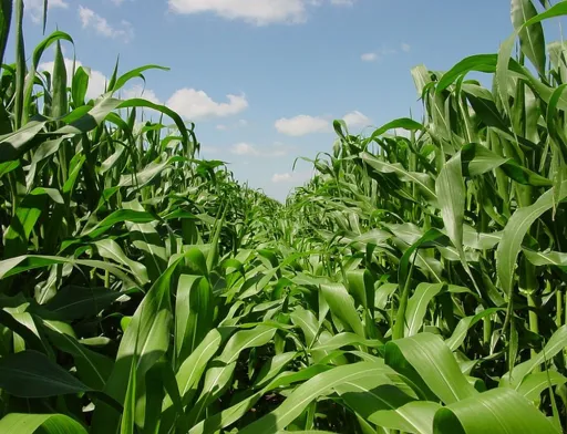 Vylor та Rainbow Crops об’єднують зусилля для прискорення розробки нових ознак кукурудзи за допомогою редагування геному