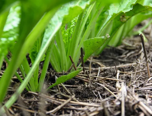 Особливості застосування системи No-till в точному землеробстві в умовах Західного Лісостепу