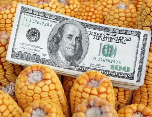 Україна подвоїла постачання кукурудзи до Євросоюзу