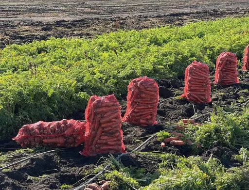 Овочівники Черкащини скоротили посіви через нестачу працівників