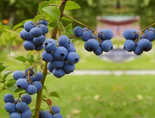 В Україні офіційно завершився сезон свіжої лохини