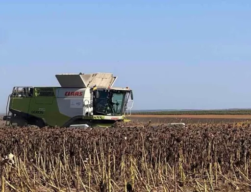 Аграрії Буковини стримують продаж зерна через низькі ціни