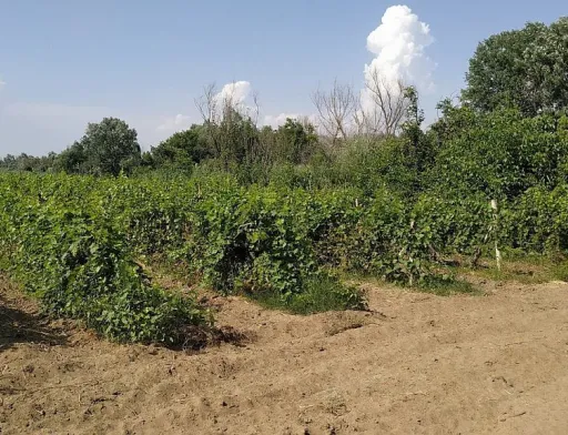 ДАР приймає заявки на підтримку виноградарів і виноробів Одещини
