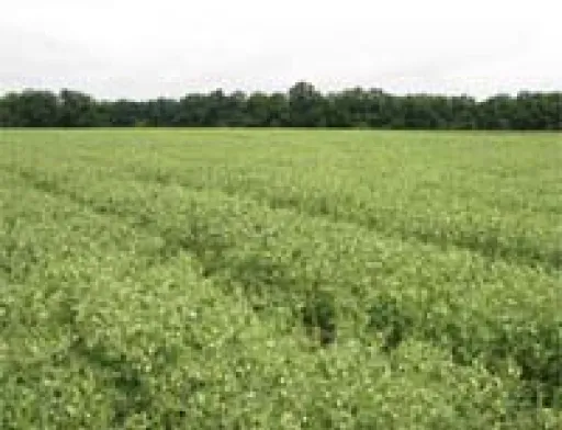 Поповнення ринку сортів рослин: горох посівний (Pisum sativum L.)