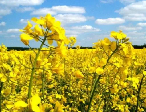 Ріпак: досвід світового лідера. Сівба і припосівне внесення добрив