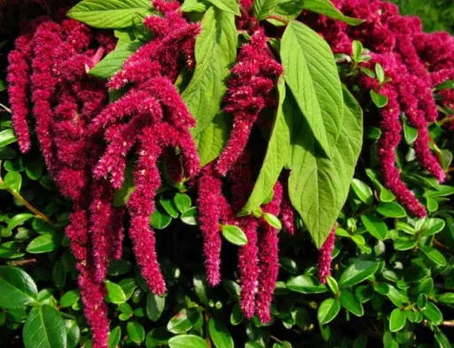 Кормові культури Амарант