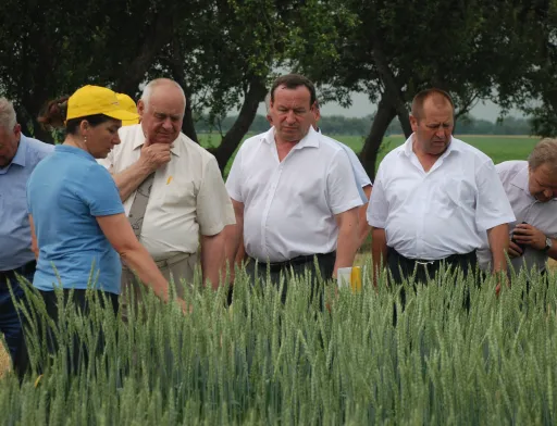 Пше­ни­ця м’яка яра