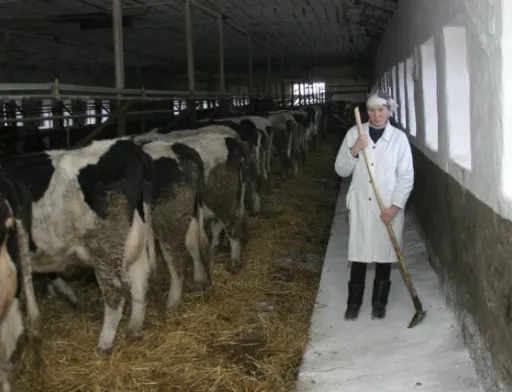 Ферма, корови