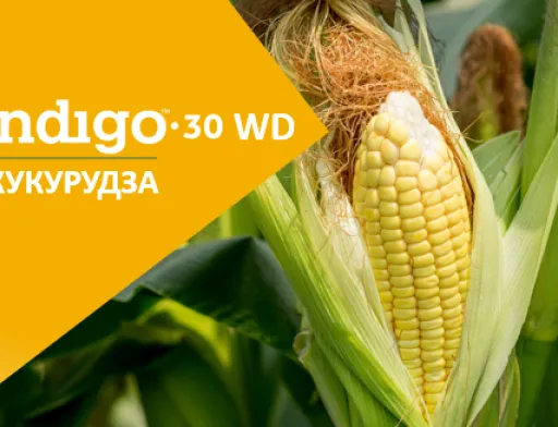 Мікробіологічна обробка насіння Indigo 30: рентабельна інвестиція 4:1
