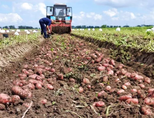 Вирощування надранньої картоплі на Миколаївщині