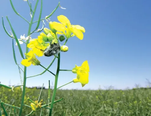 Трансформ™ — унікальний інсектицид від Corteva Agriscience