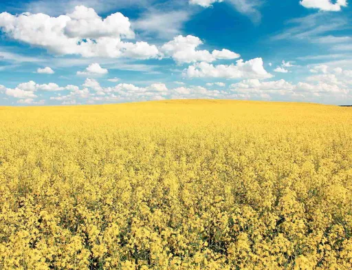 Чи можна контролювати збитки від блішок на ріпаку нормою висіву