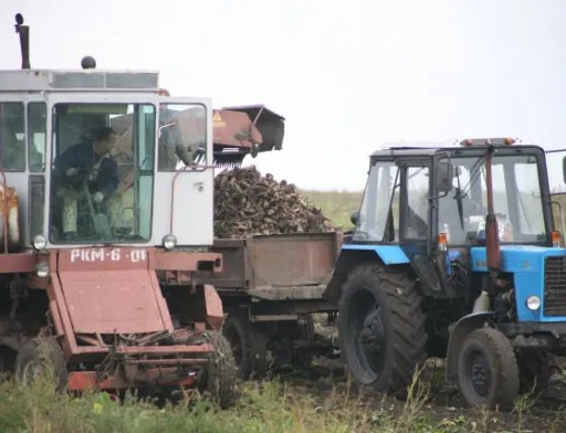 Цукровий буряк, збір урожаю