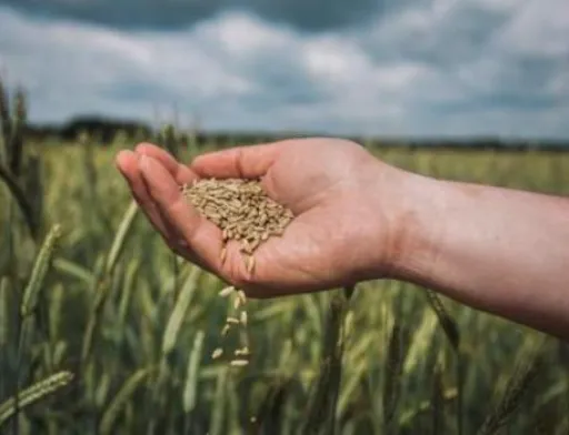 Гібридне жито – нішева культура, яка дозволить заробити на піщаних ґрунтах