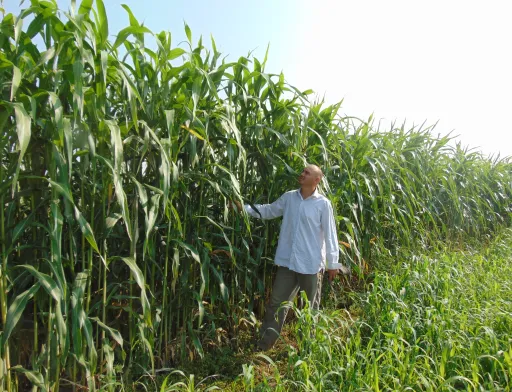 Сорго цукрове Довіста на дослідних ділянках Інституту зрошуваного землеробства НААН