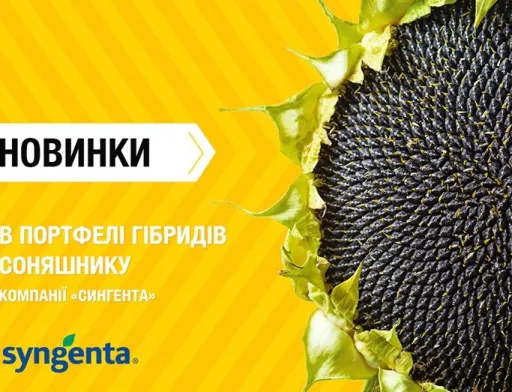 Новинки в портфелі гібридів соняшнику компанії «Сингента»