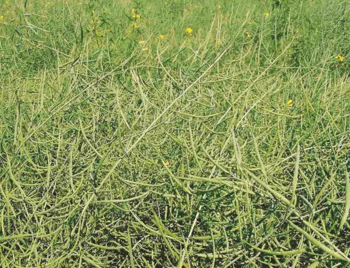 Ефективні рішення від Corteva Agriscience. Перевірено практикою
